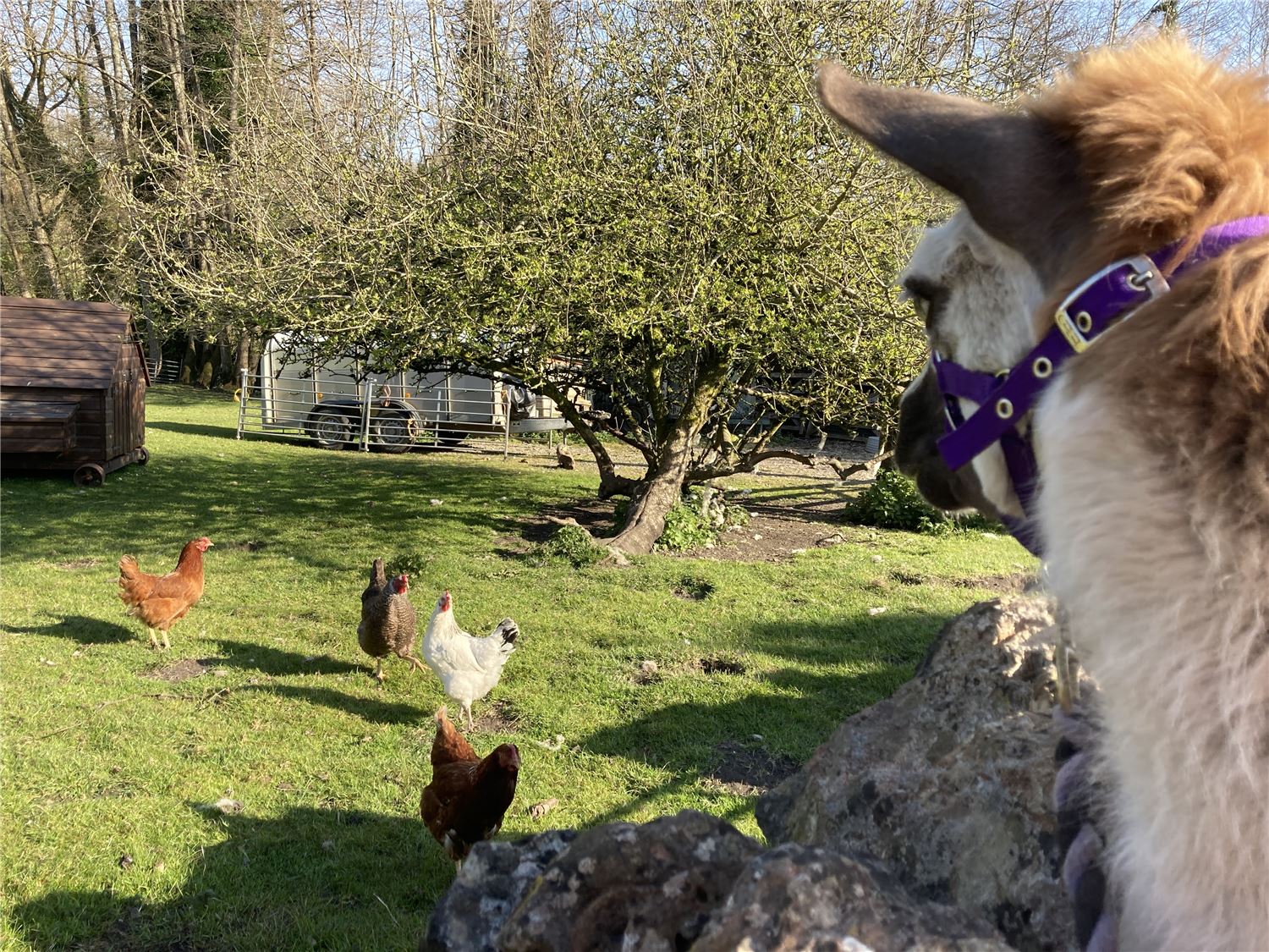 llama on a walk looking over the wall at some chickens, holiday let, farm stay, Somerset