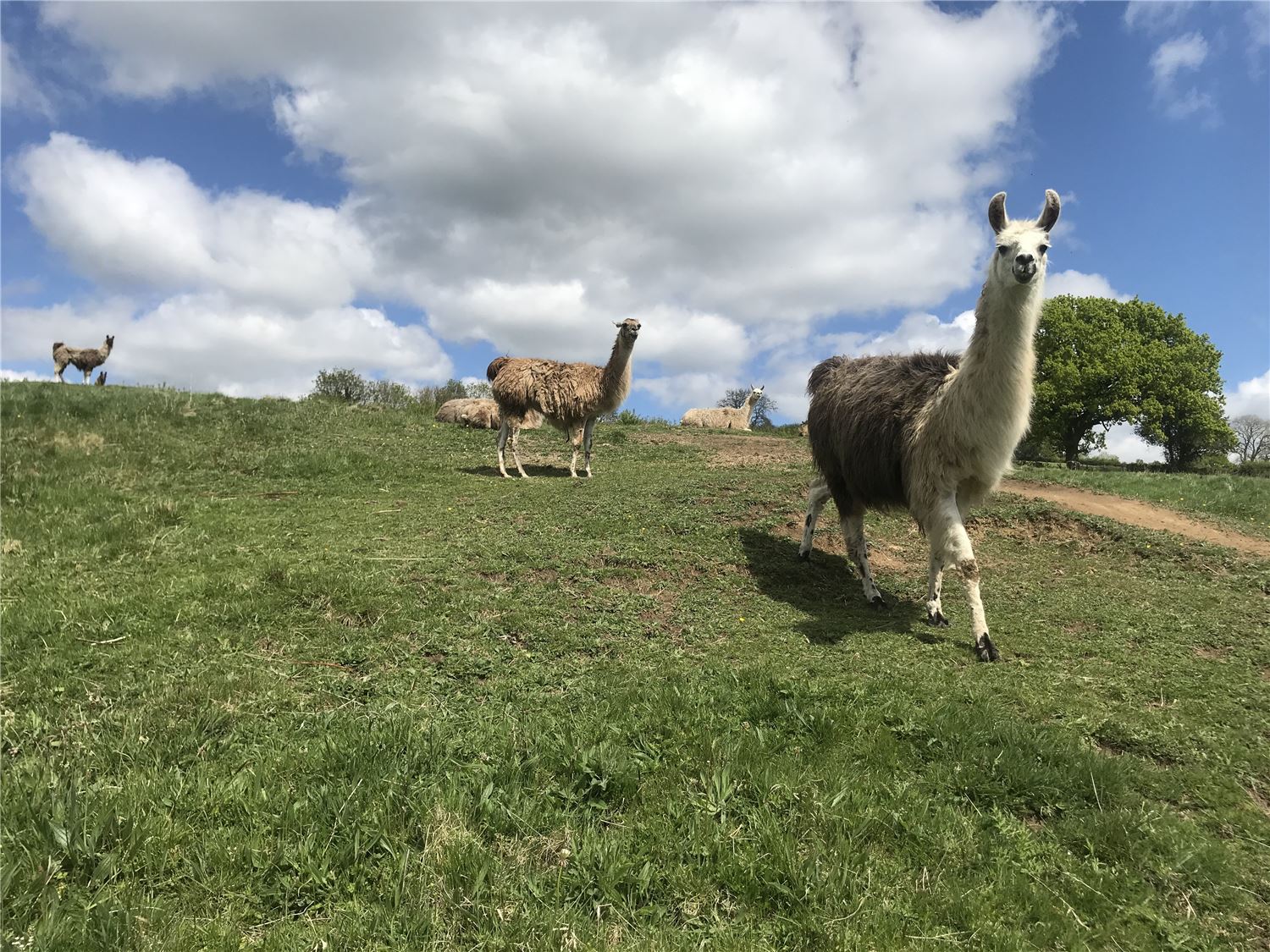 Herd of llamas on the hillside, waiting to greet guests at the holiday let, Somerset