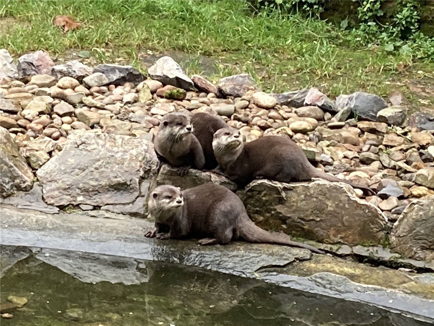 A family of otters at a local safari park