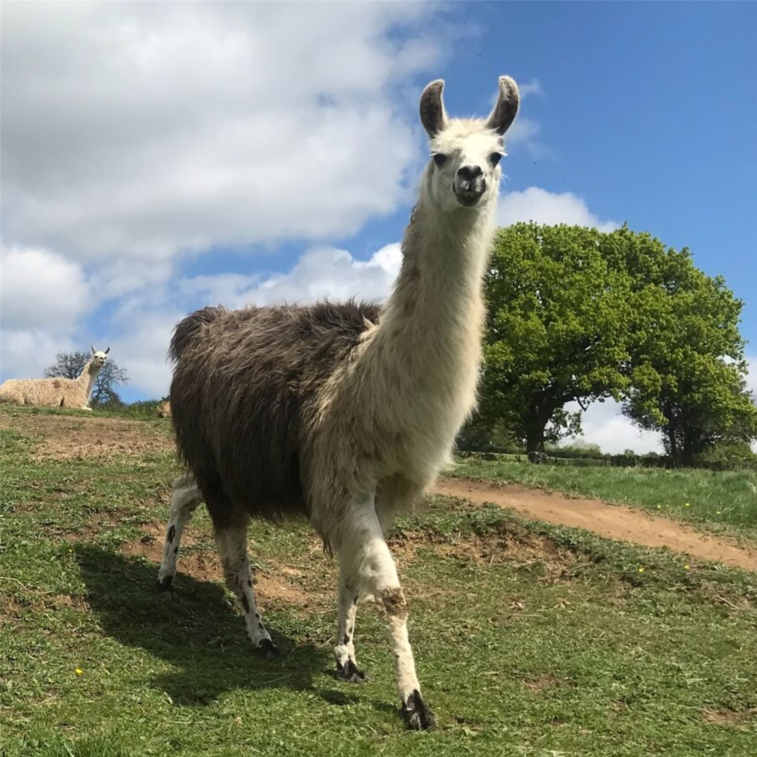 friendly llamas at the holiday let cottage in Somerset, Nettlebridge